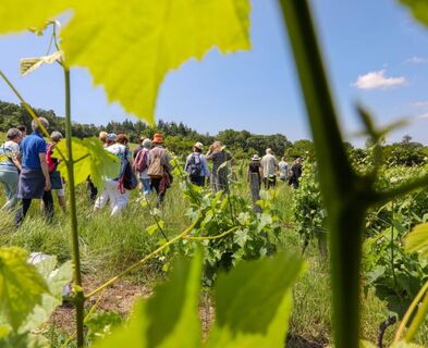 Im Herzen des Weinbergs
