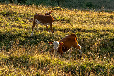 Hinterwälder Rinder auf Bernauer Weiden