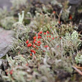 Flechten und Moose überziehen die Halden