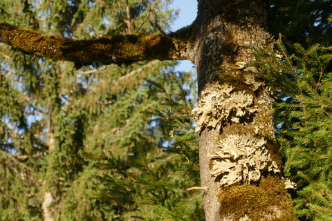 die äußerst seltene Echte Lungenfläche