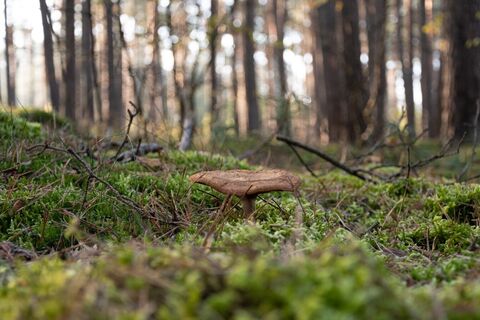 Ein Pilz im moosigen Unterholz