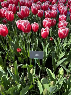 Fotografie de la Silvia Hollenstein de-a lungul turului