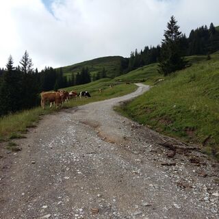 Weg in Richtung Erichhütte