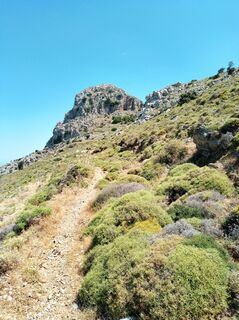 Photo de MopsBiene le long du parcours