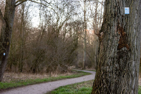 Wegemarkierung an einem Baum