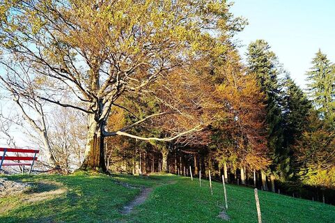 Der Brüggelekopf im Herbst