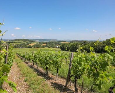 Weinberglinien