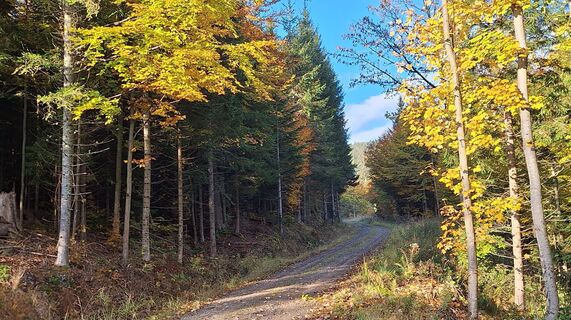 Fotografia z Karl Kriegseisen na trase