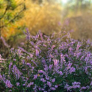 Blühende Heide