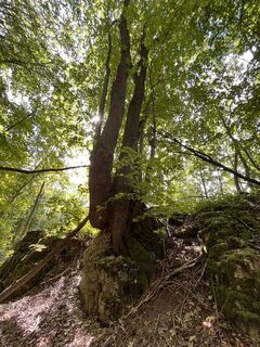 Photo de Hirst Bruskie le long du parcours
