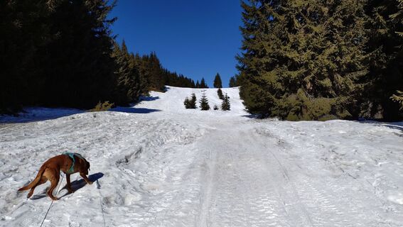 Zdjęcie z István Gábor 1 wzdłuż trasy