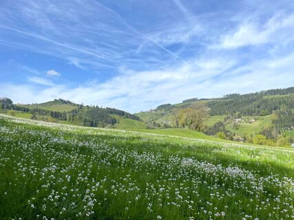 Niederung  Blumenwiese