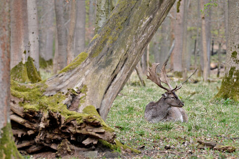 Wildgehege am Kehr in Göttingen