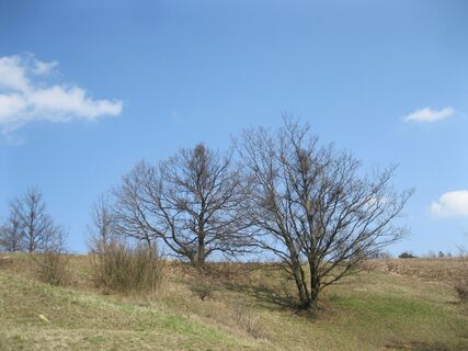 Marzer Kogel und Rohrbacher Teichwiesen