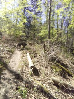 Waldweg zum Elfenstein HWN 120