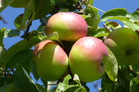 Obstlehrpfad, Seckach-Großeichholzheim