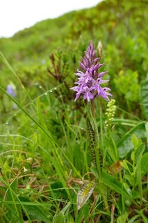 Geflecktes Knabenkraut