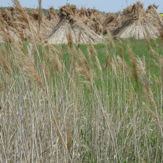Landschaft zwischen Dunapataj Szelídi tó und Gombolyag