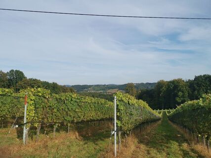 Weingärten entlang des Wanderweges