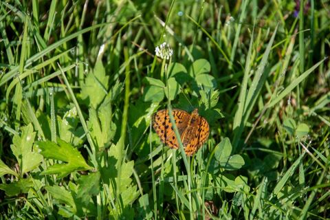 Wiese Thermengemeinde Bad Blumau
