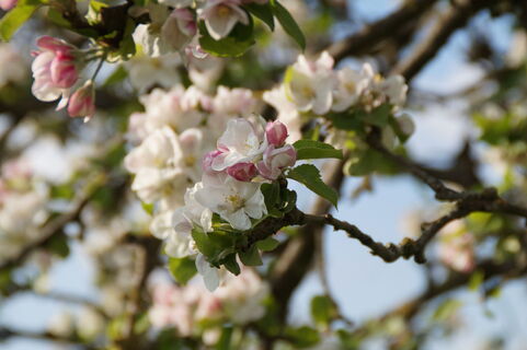 Blüten