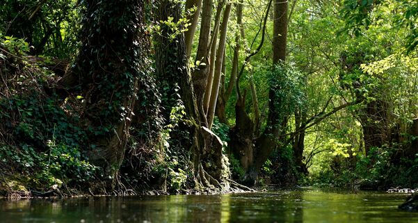 Kaywald im Naturschutzgebiet "Alte Neckarschlinge | Lauffen am Neckar | HeilbronnerLand