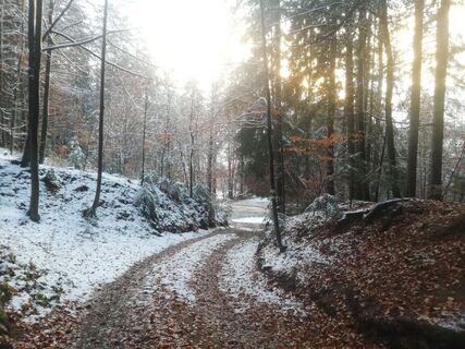Waldweg hinauf zur Oase
