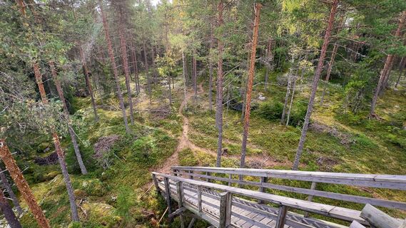 Der Blick vom Aussichtsturm in den Wald offenbart die in die Natur eingezeichneten Pfade, die durch das Gehen von Menschen und Tieren im Wald entstanden sind.