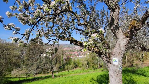 Blies-Grenz-Weg im Frühling