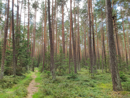 Steppenkiefernwald bei Köfering