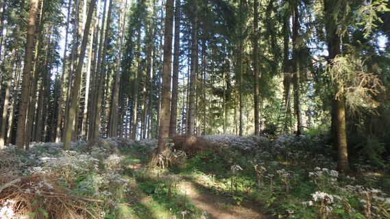 Hochstand mit Waldwiese