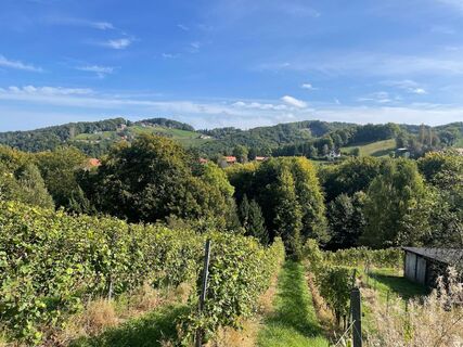 Weingarten mit Aussicht