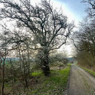 Weg Hopfenberg Rentwertshausen