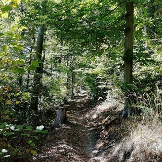 Wanderweg (12) Löckepfad.jpg