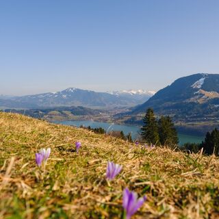 Erste Krokusse über dem Alpsee