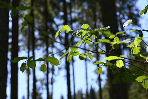 ein Motiv aus dem Wald