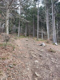 Weiterer Anstieg zum Büchelstein Weg Nr. 54