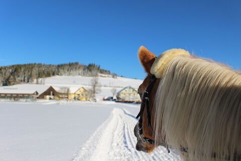 Das Leitner Home&amp;Horse