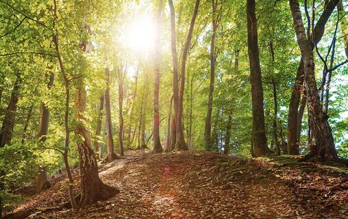Holzweg Erlebnisweg Sieg