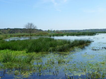 Dingdener Heide