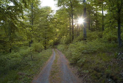 Wanderweg duch Buchenwald