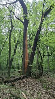 Zdjęcie z Vladimira Oleksikova wzdłuż trasy