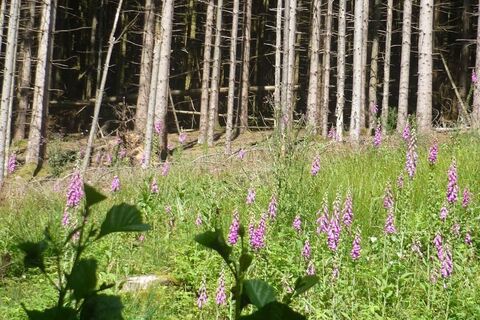 Fingerhut im Naturschutzgebiet