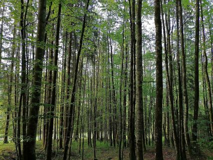 Wald auf dem Weg von Schnepfau nach Mellau