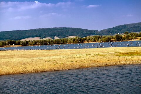 Auenlandschaft Hohenrode Vogelschwarm