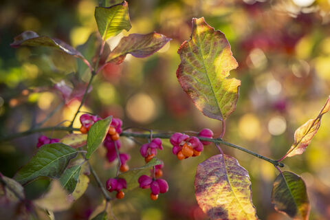 Herbstblüten in der Ostheide bei Rohstorf