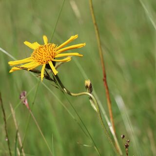 Arnika am Bergwiesenpfad