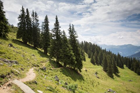 Der Weg führt über Wurzeln, Stock und Stein und durch den Wald