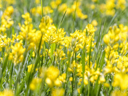 Blumen Schmuckbild TMBW 2