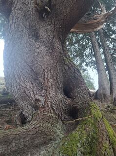 Foto de Günther Forsthuber a lo largo del recorrido